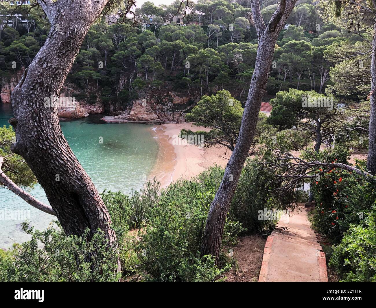 Der Strand in der Bucht von Aiguablava, Costa Brava, unten von einer Klippe durch Pinien gesehen. Stockfoto