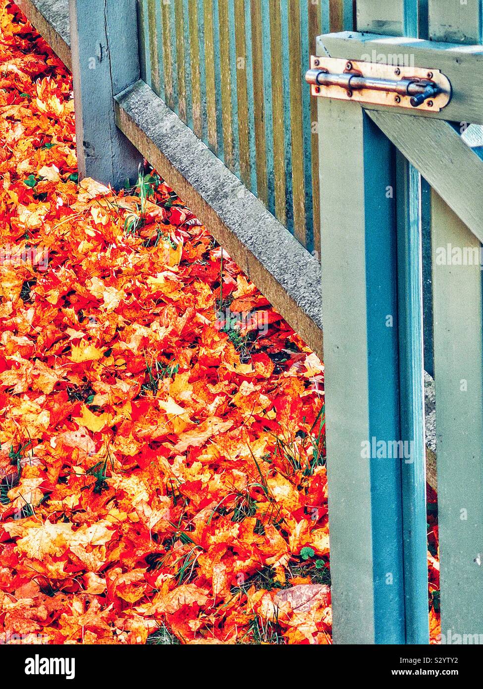 Bunte Blätter im Herbst und Zaun mit Tor Stockfoto