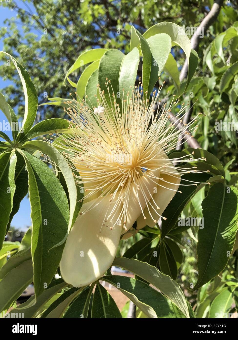 Affenbrotbaum adansonia gregorii Blume Stockfoto