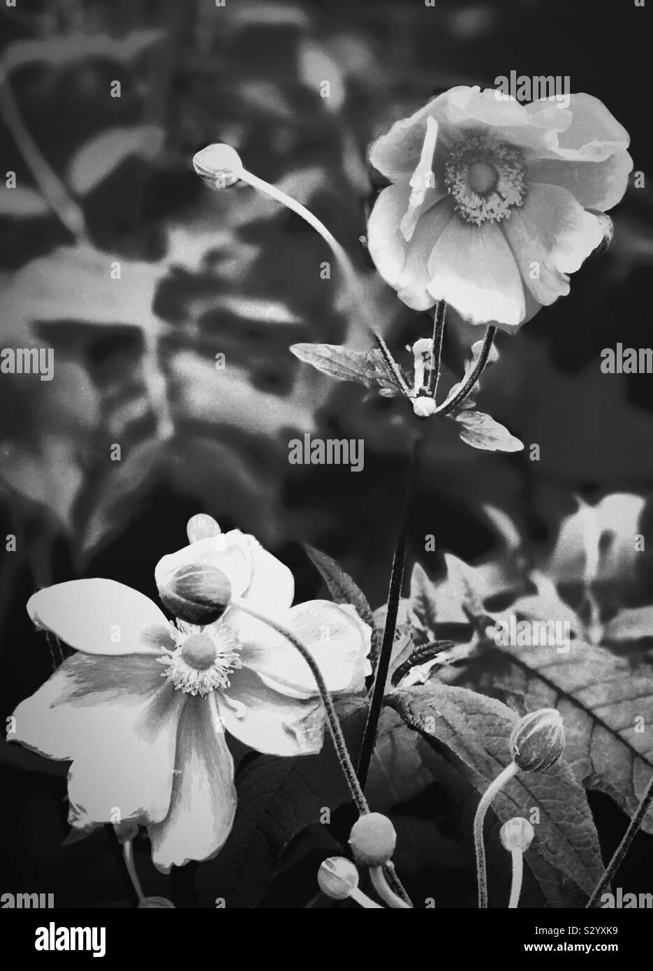 Mellow Blütenblätter in Graustufen erfasst. Stockfoto