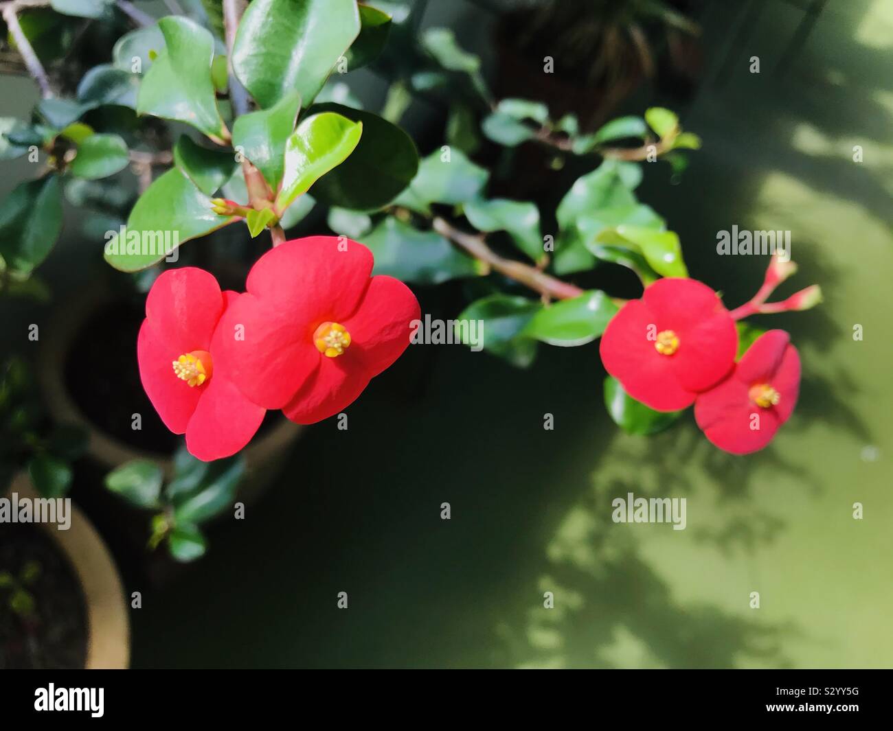 Dornenkrone Blumen, Euphorbia Milli Desmoul Stockfoto