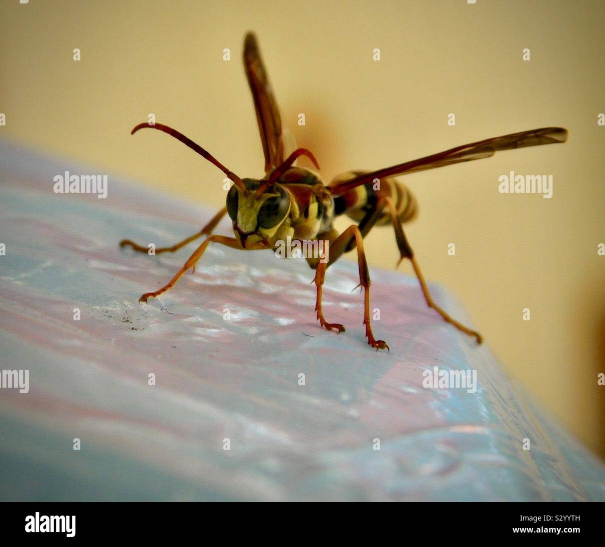 Von Angesicht zu Angesicht mit einem Makro geschossen von einer Wespe sitzen auf einem weißen Beutel versuchen, warm zu bekommen. Stockfoto