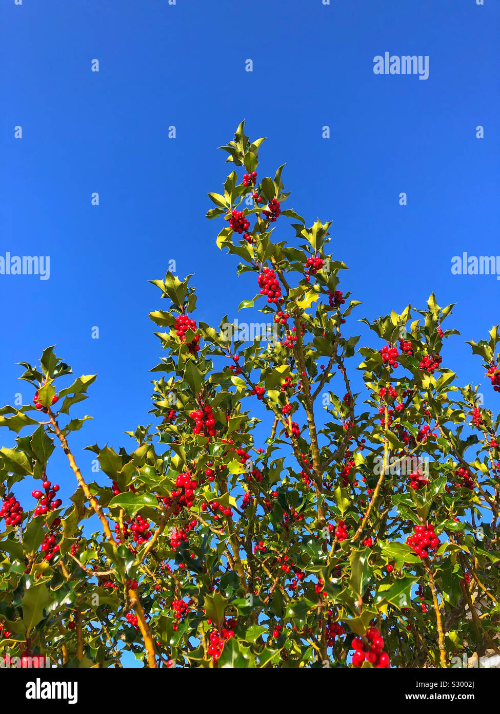Stechpalme Beeren vor blauem Himmel, November. Stockfoto