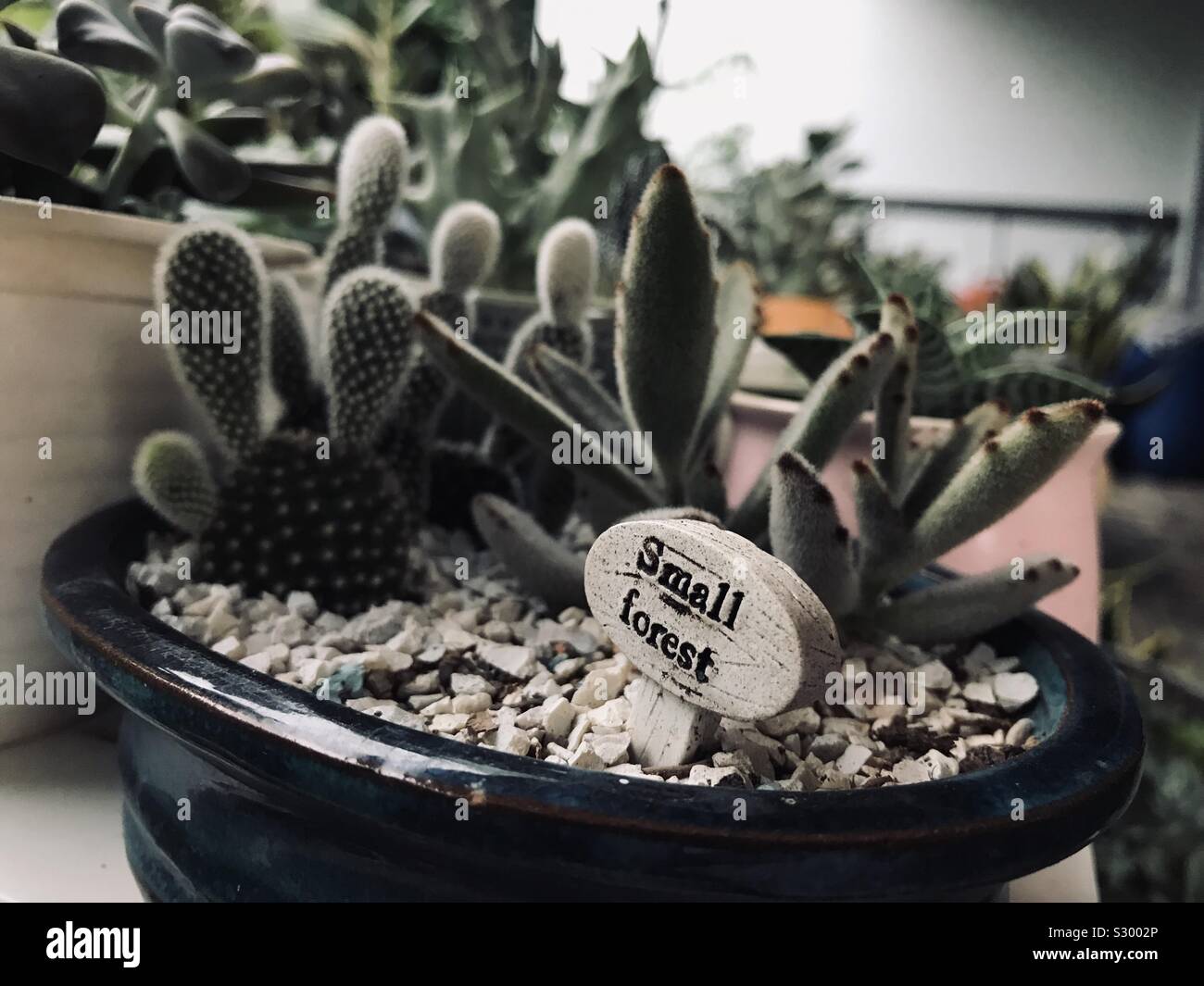 Susse Sukkulente Stockfotos Und Bilder Kaufen Alamy