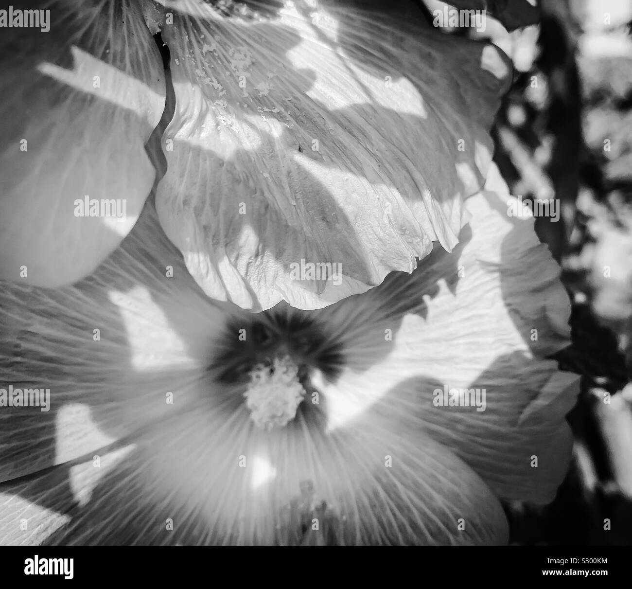 Hibiskus Blume und Schatten in Schwarz und Weiß Stockfoto