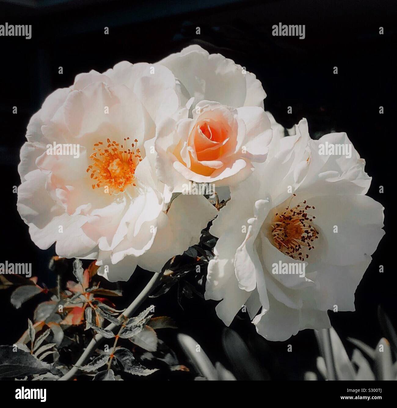 Rosen Stockfoto