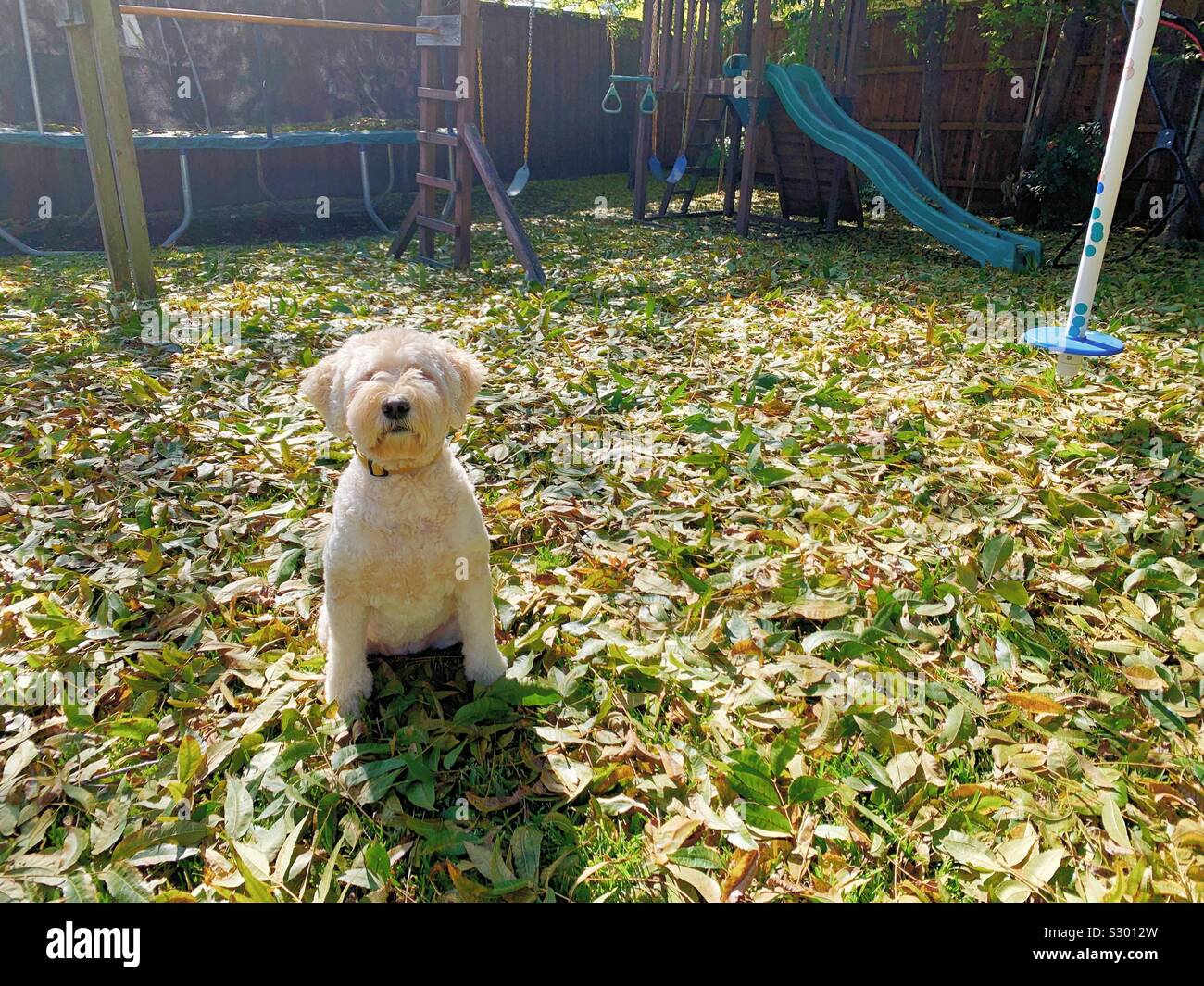 Goldendoodle Hund wird von allen der Blätter, die sich nur in den Hinterhof gefallen sind ratlos. Stockfoto