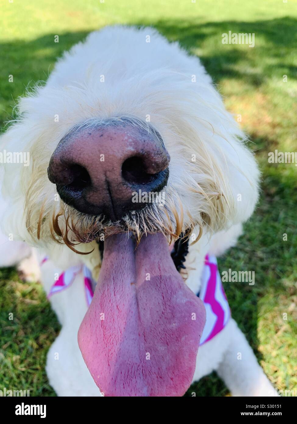 Nahaufnahme eines Hunde Nase und Zunge. Stockfoto