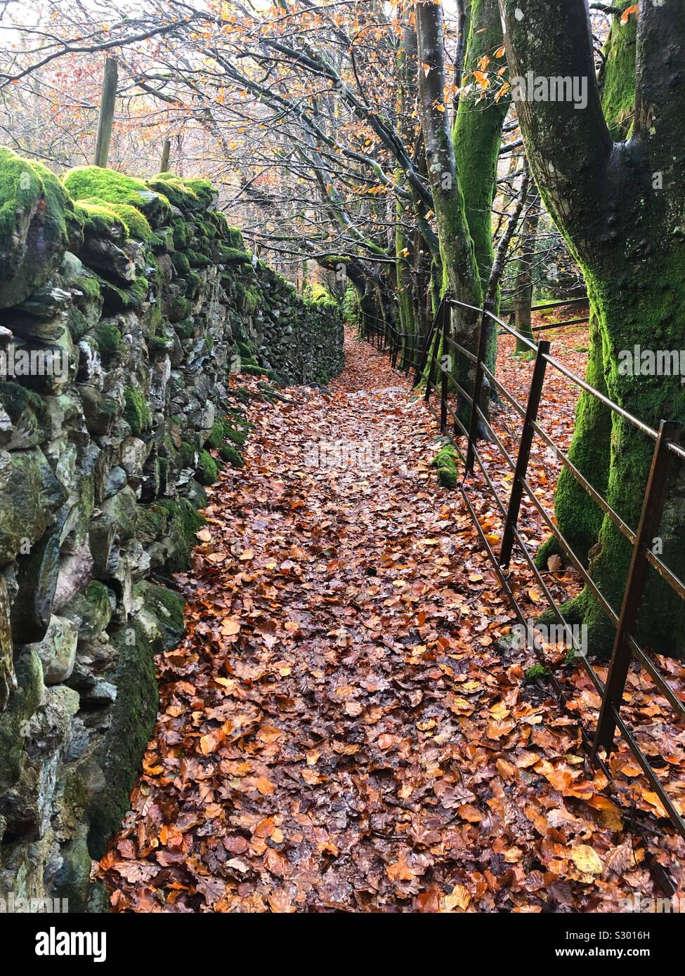 Buche weg - Smartphone-aufgenommenes Stockfoto