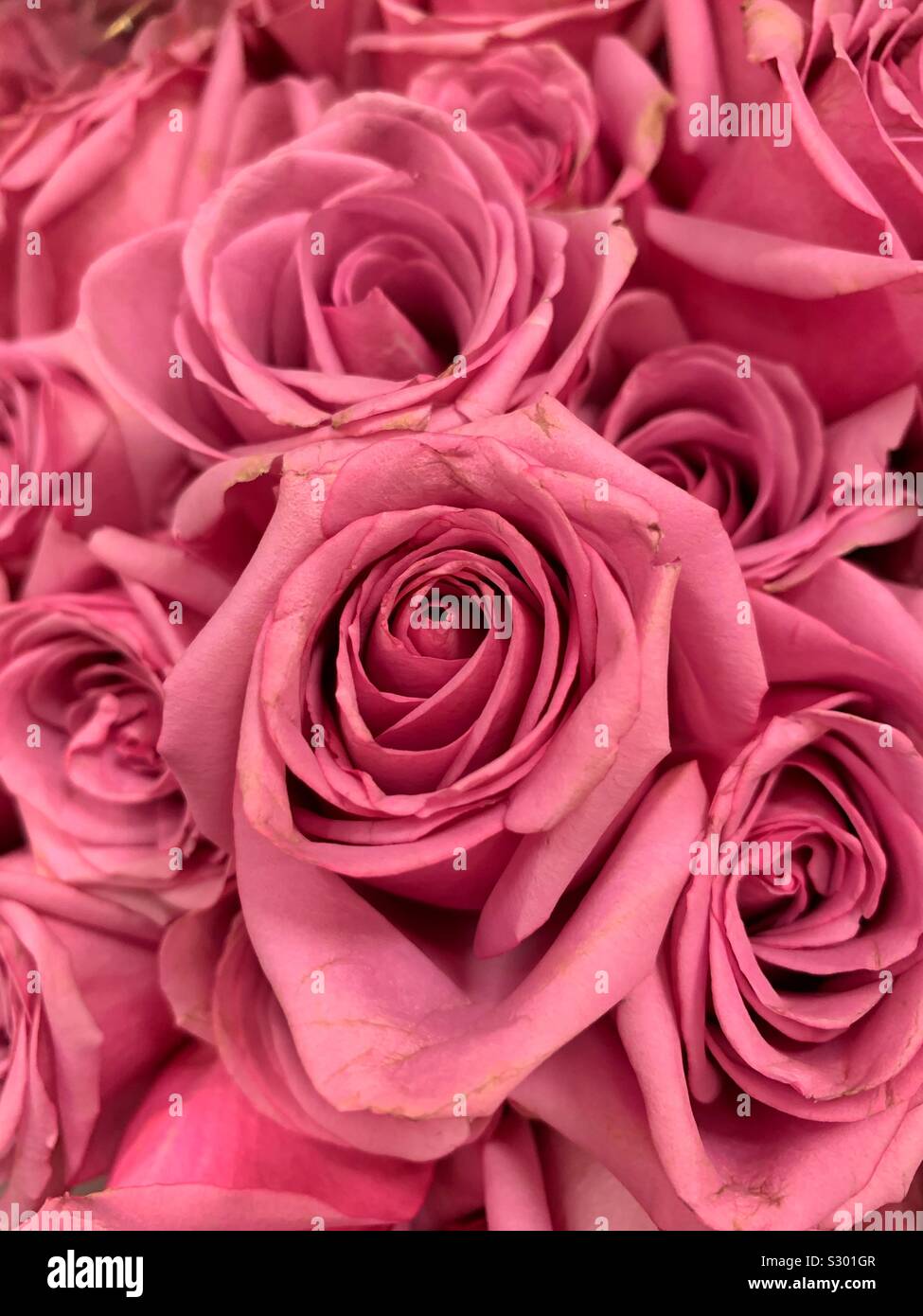 Schönen frischen Blumenstrauß aus Rosen in voller Blüte Stockfoto