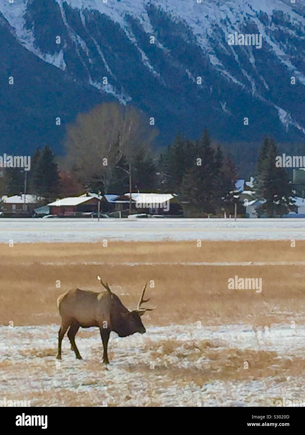 DescriptionThe Elch oder wapiti ist einer der größten Arten innerhalb der Hirsch Familie, Cervidae und eines der größten Landsäugetiere in Nordamerika und in Nordostasien. Stockfoto