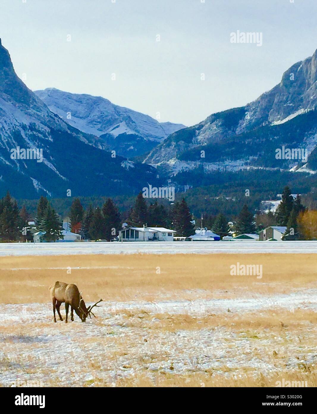 DescriptionThe Elch oder wapiti ist einer der größten Arten innerhalb der Hirsch Familie, Cervidae und eines der größten Landsäugetiere in Nordamerika und in Nordostasien. Stockfoto