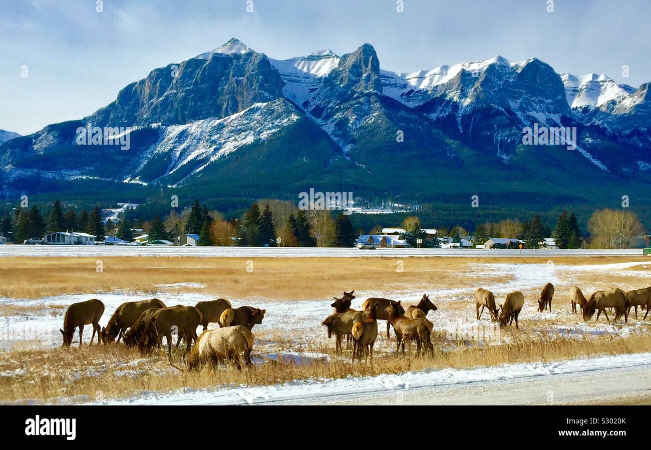 DescriptionThe Elch oder wapiti ist einer der größten Arten innerhalb der Hirsch Familie, Cervidae und eines der größten Landsäugetiere in Nordamerika und in Nordostasien. Stockfoto