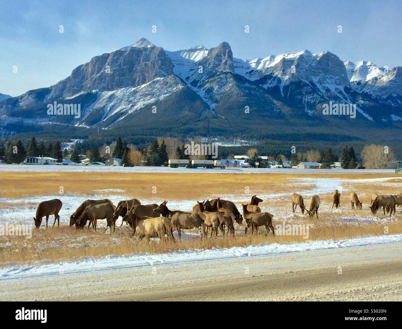 DescriptionThe Elch oder wapiti ist einer der größten Arten innerhalb der Hirsch Familie, Cervidae und eines der größten Landsäugetiere in Nordamerika und in Nordostasien. Stockfoto