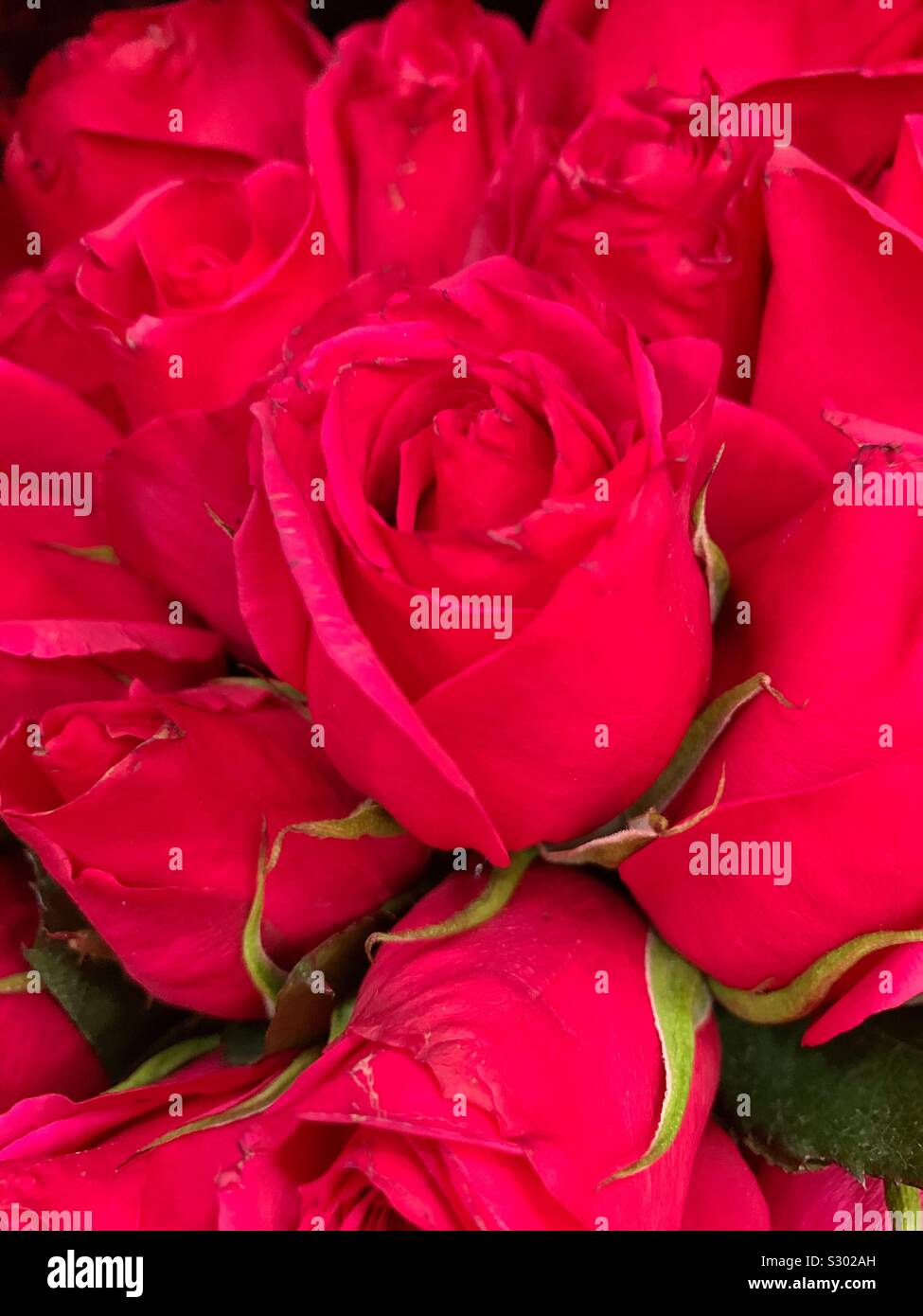 Schönen Blumenstrauß frische rote Rosen Stockfoto