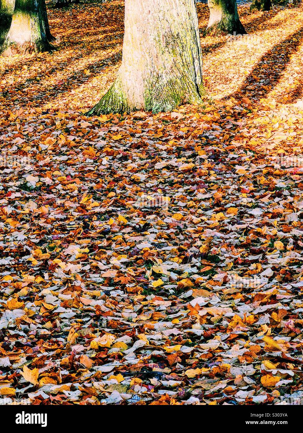 Schwedische Herbst Farben mit Decke der Blätter im Herbst, die Baumstämme und Schatten Stockfoto