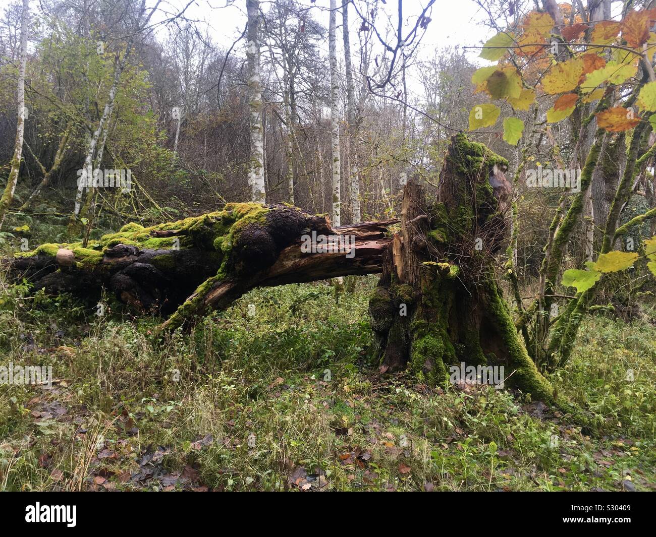 Moos bedeckt gefallenen Baum im Wald Stockfoto