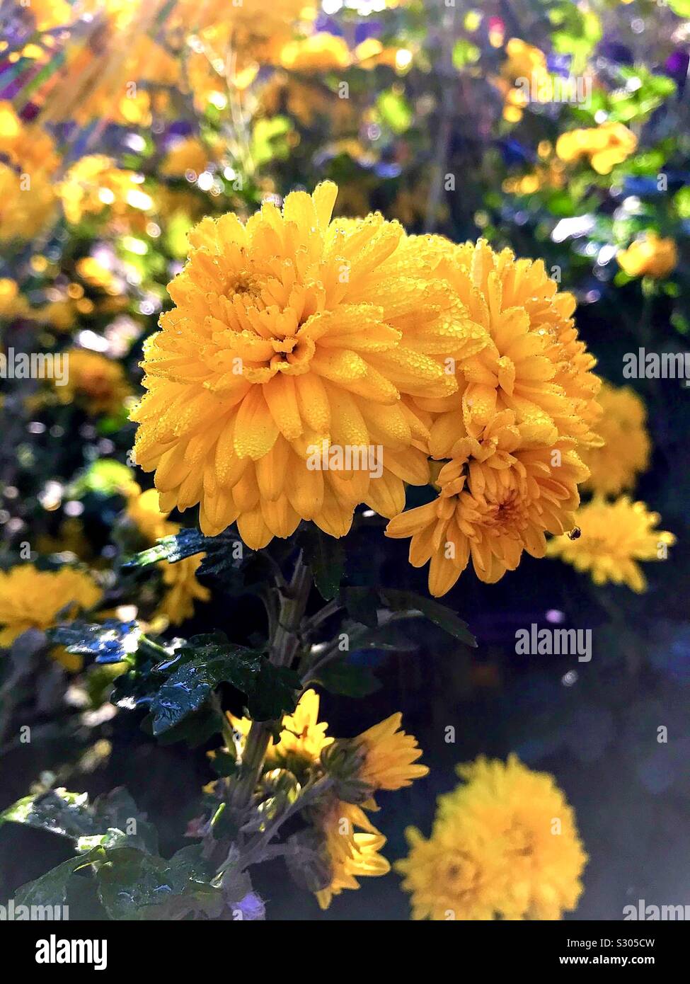 Die Zärtlichkeit der sonnigen Morgen - Smartphone-aufgenommenes Stockfoto