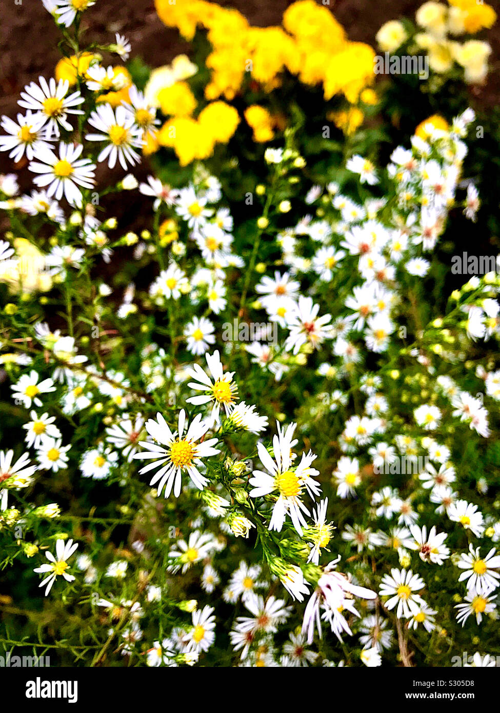 Blumenwiese im sonnigen Tag - Smartphone-aufgenommenes Stockfoto