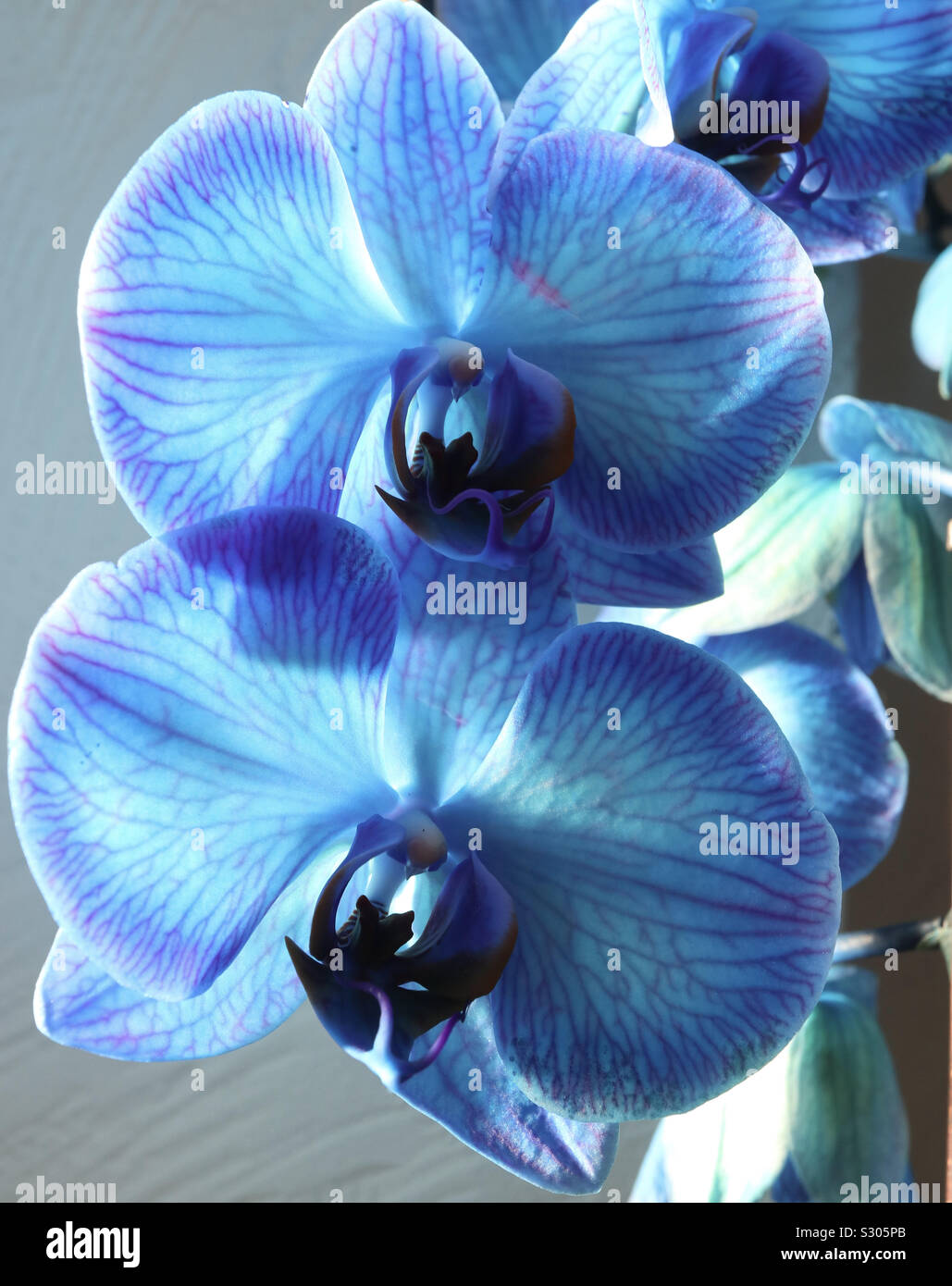 Motte Orchidee in voller Blüte - Smartphone-aufgenommenes Stockfoto