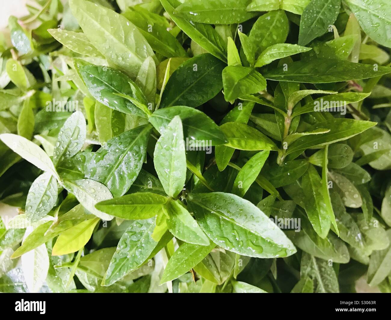 Nahaufnahme der heimische Spinat, Ponnaganni Keera Stockfoto