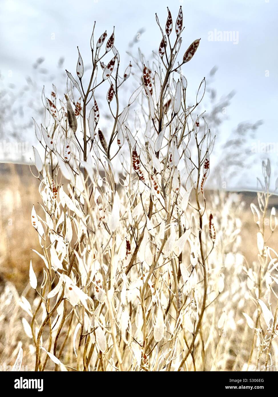 Herbst Blumen Iqaluit Stockfoto