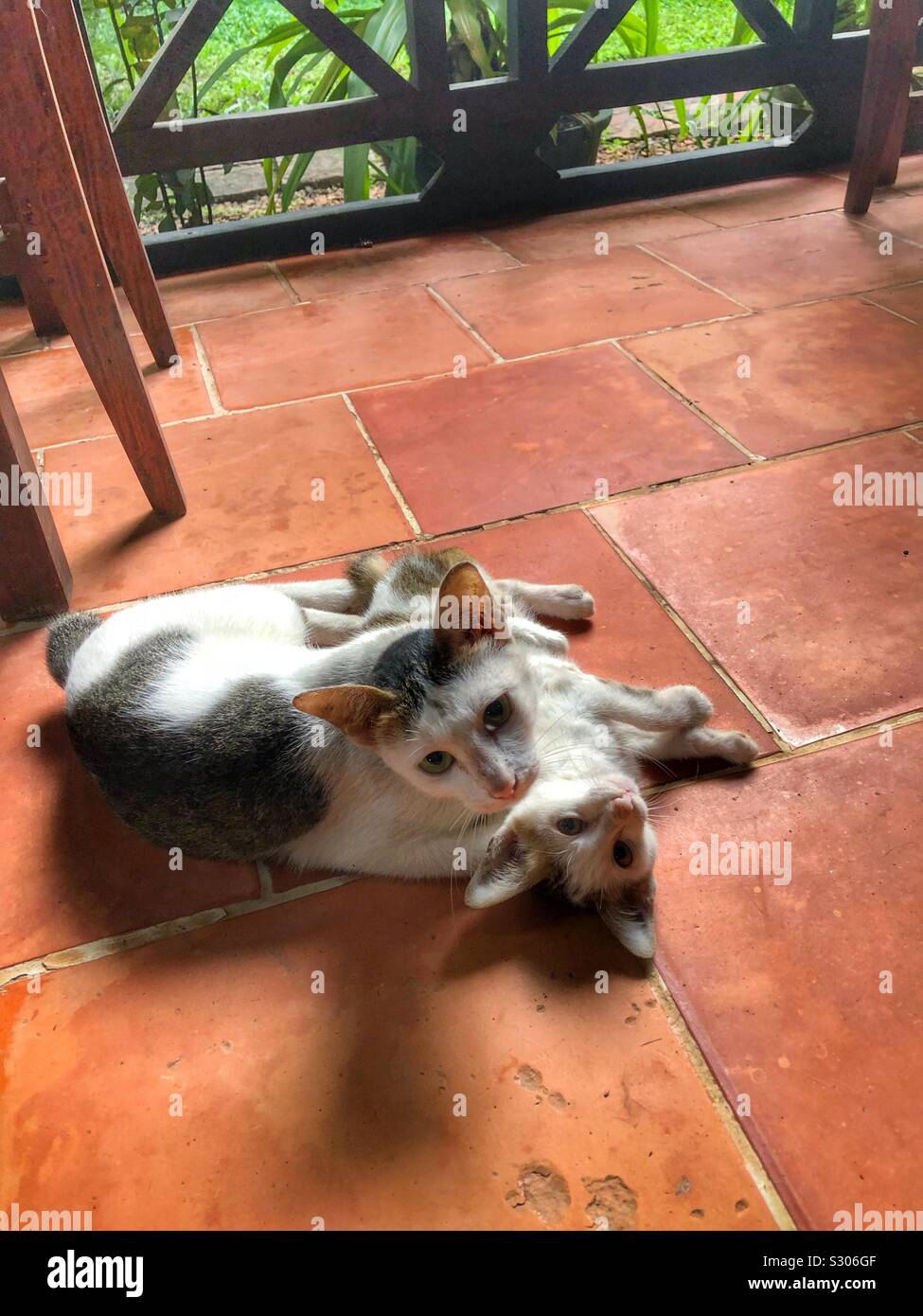 Mutter Katze und ihrem Kätzchen. Stockfoto