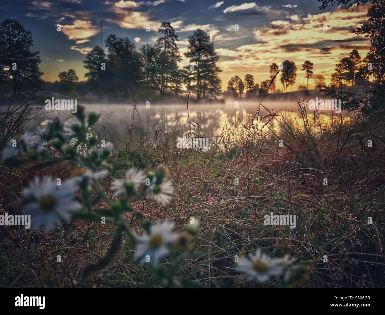 High Definition Herbst Foto von Frost Astern von misty See bei Sonnenaufgang - Smartphone-aufgenommenes Stockfoto