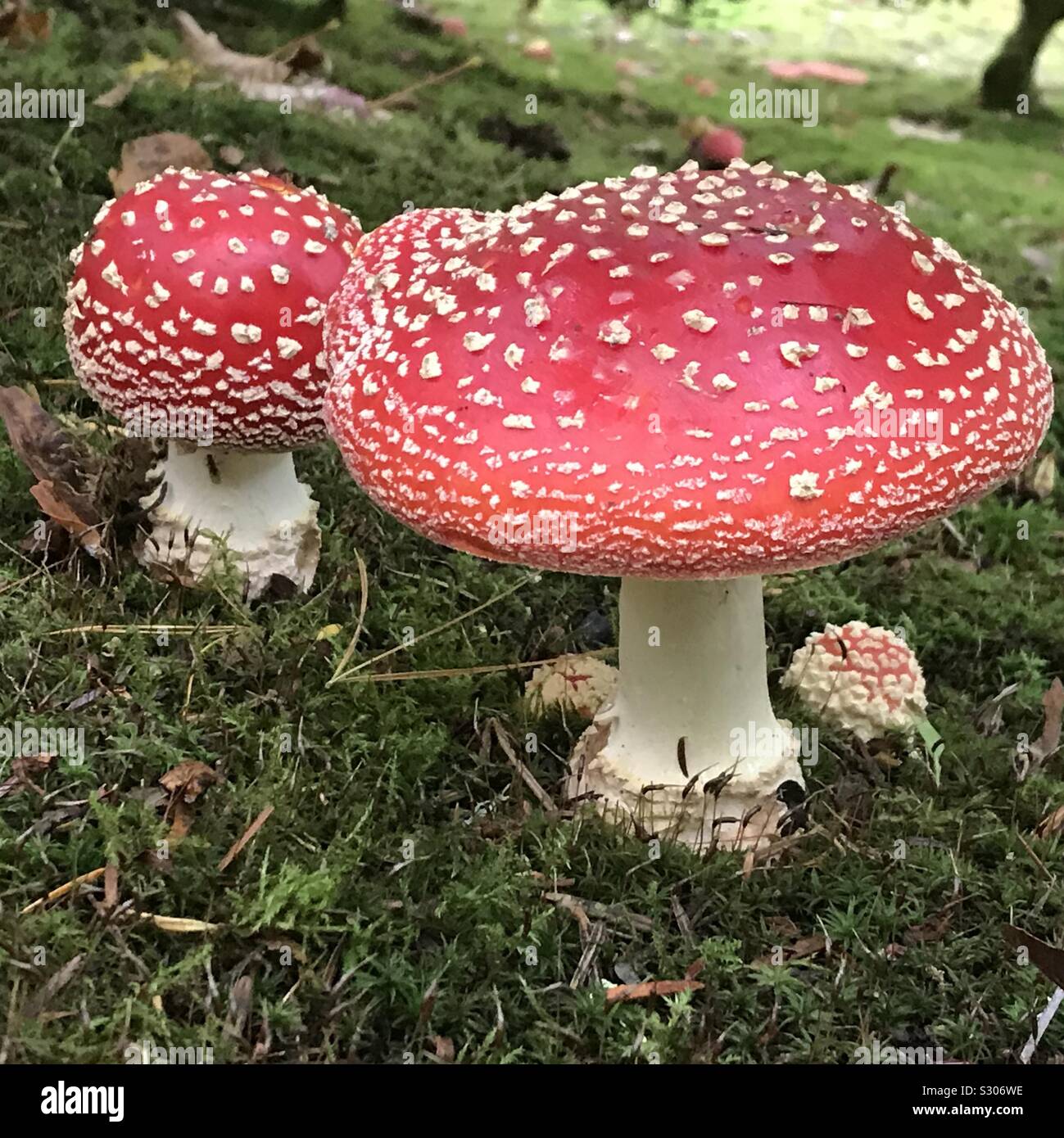 Amanita Pilze (Amanita muscaria) Schöne, aber giftige Pilze, Seattle, Washington Fliegen Stockfoto