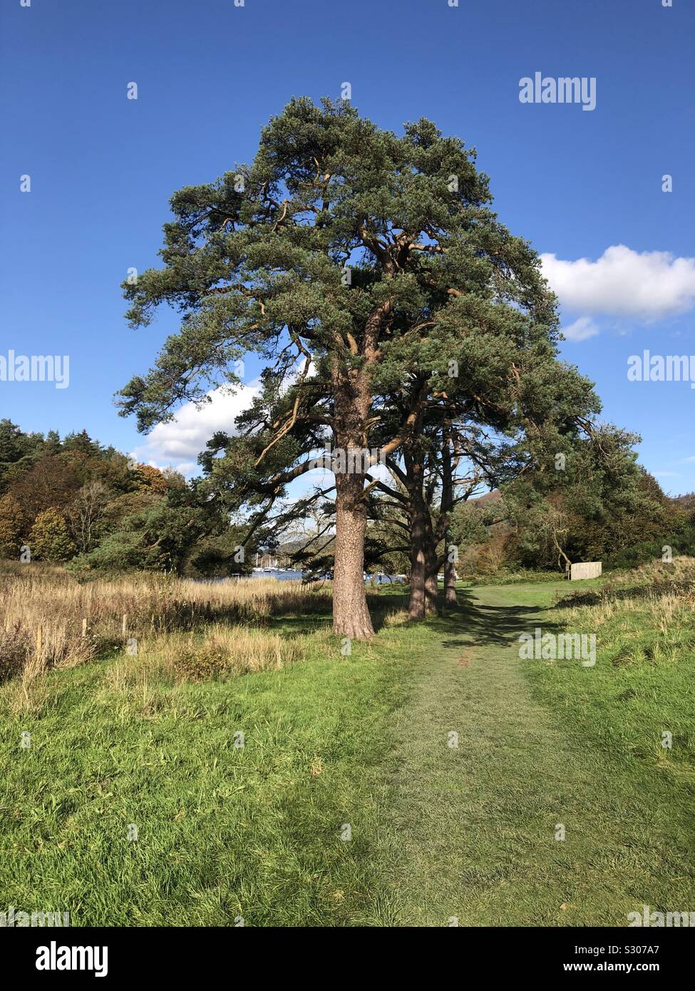 Föhren - Smartphone-aufgenommenes Stockfoto