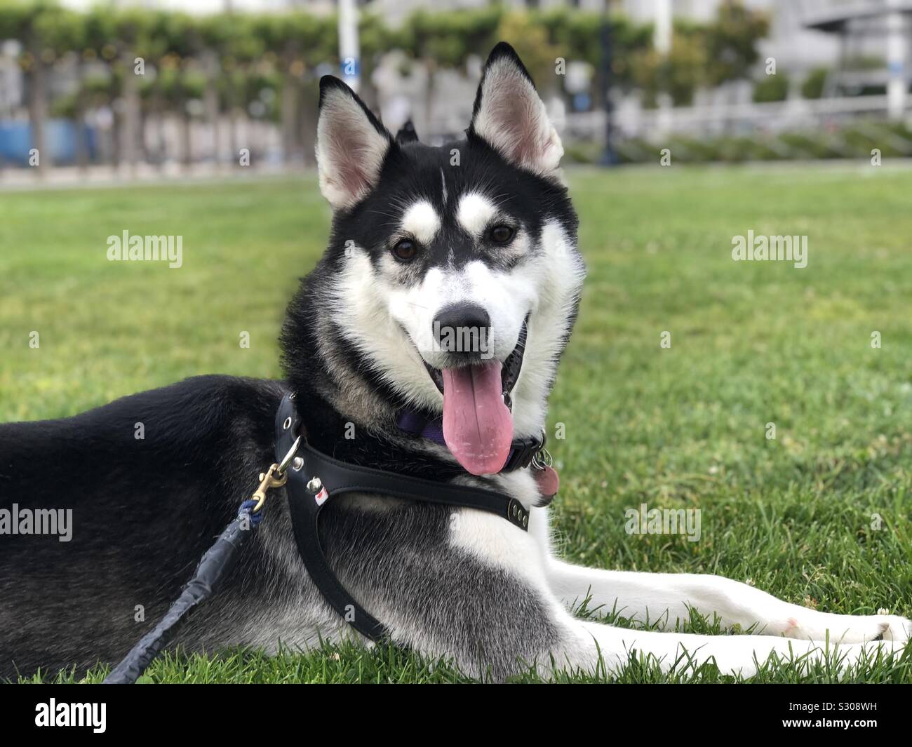 Lächelnd Husky im Park nach einem langen Tag von fetch, halten sie für ein Foto zu posieren Stockfoto
