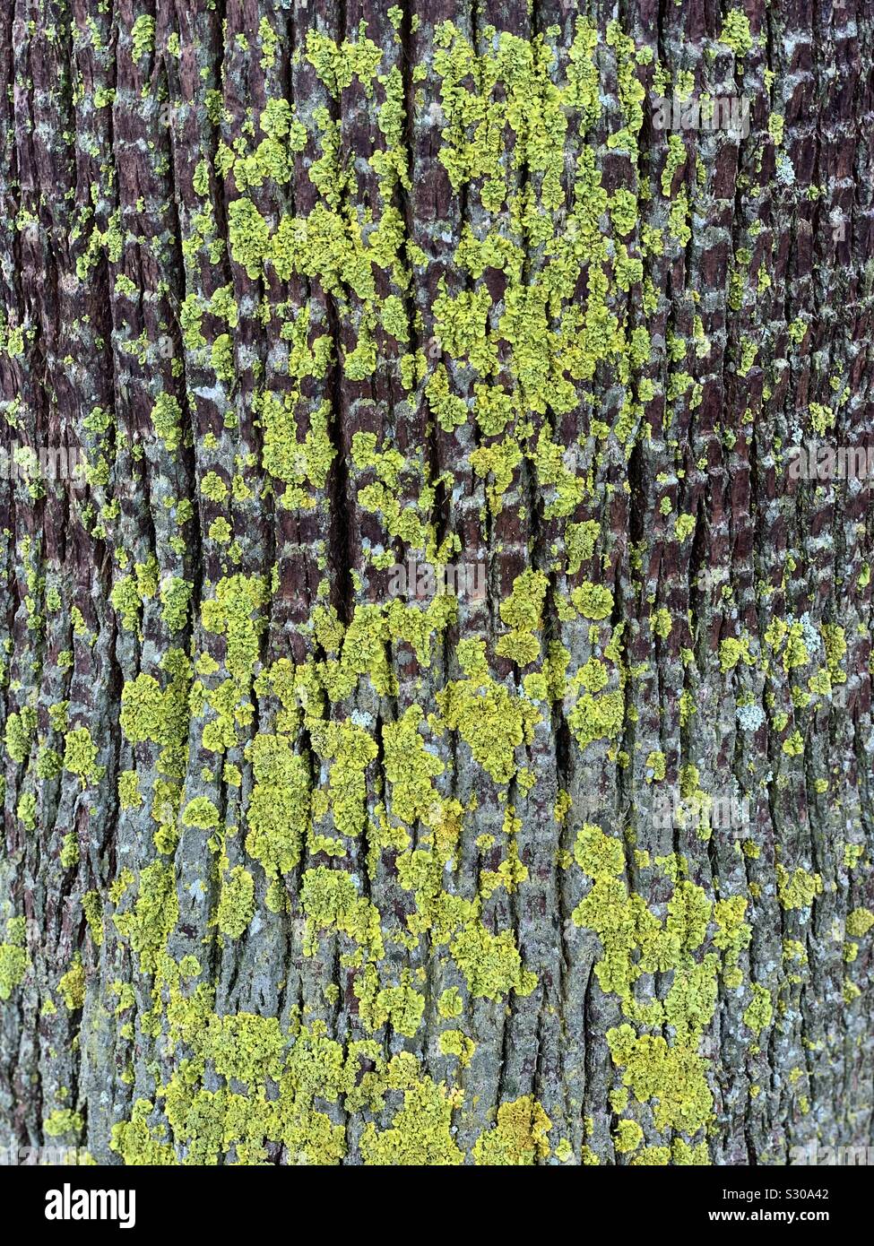 Grüne foliose Flechten auf einem Baum Stockfoto