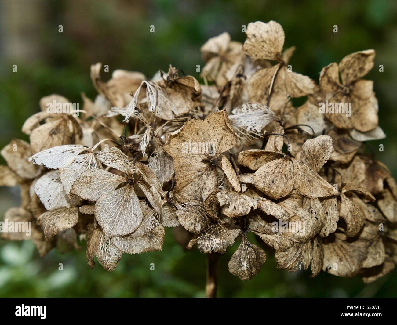 Hortensie Blume Im Herbst Stockfotos Und Bilder Kaufen Alamy