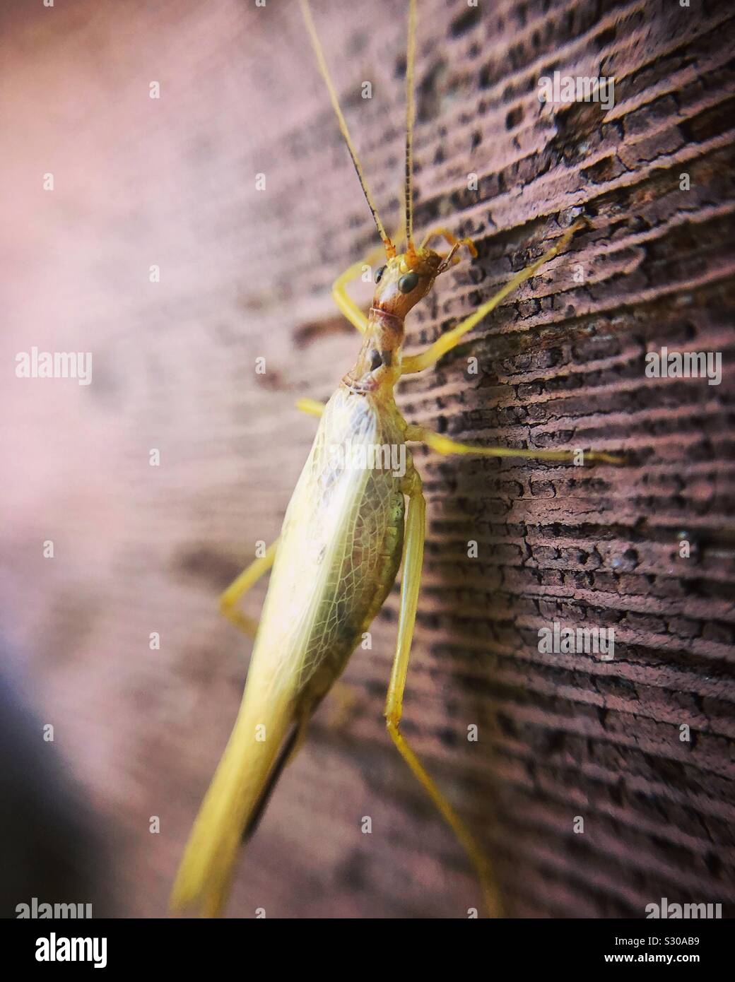 Zwei-beschmutzte tree Cricket Stockfoto