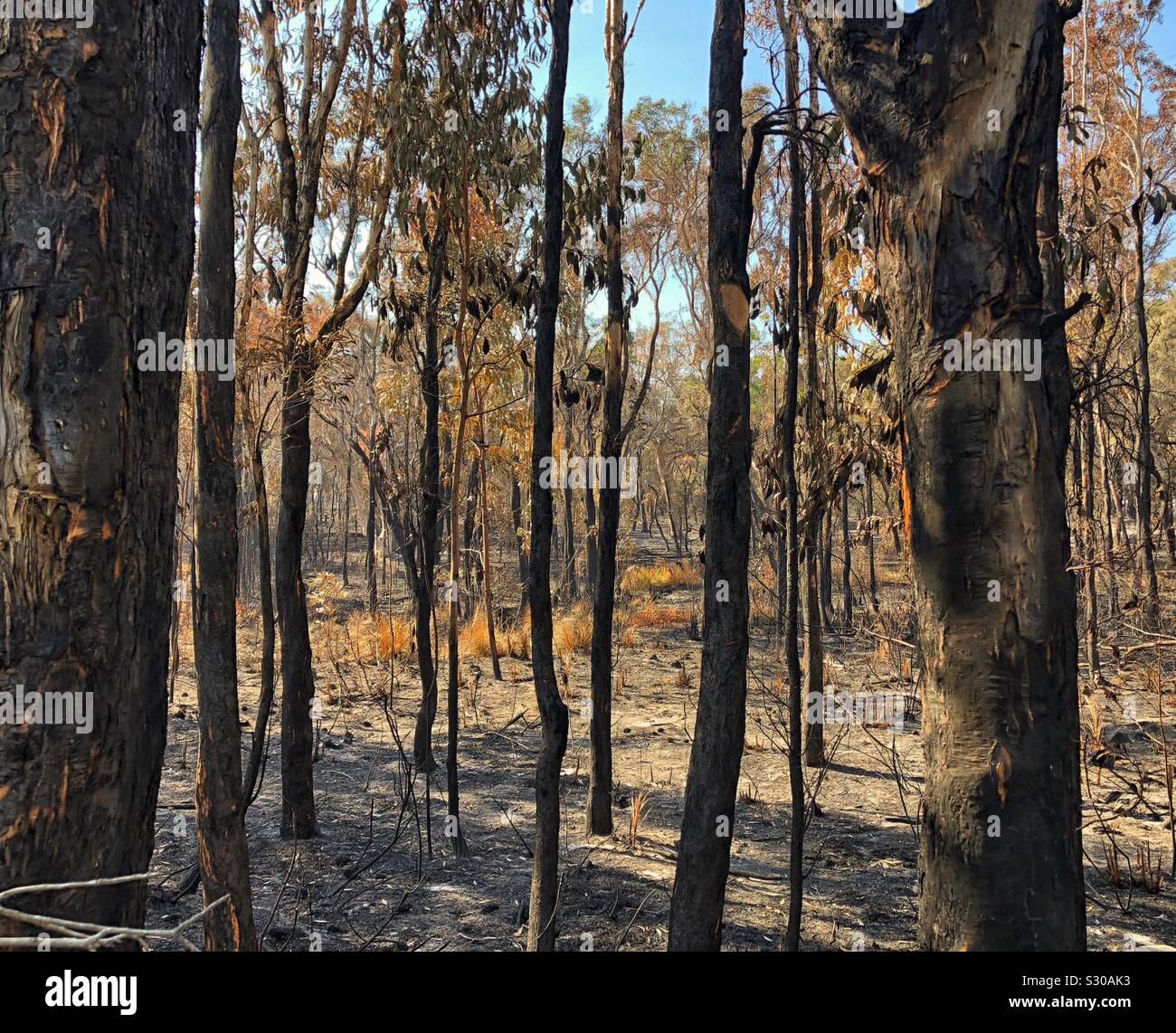 Bushfire Queensland Australien Brennen Stockfoto