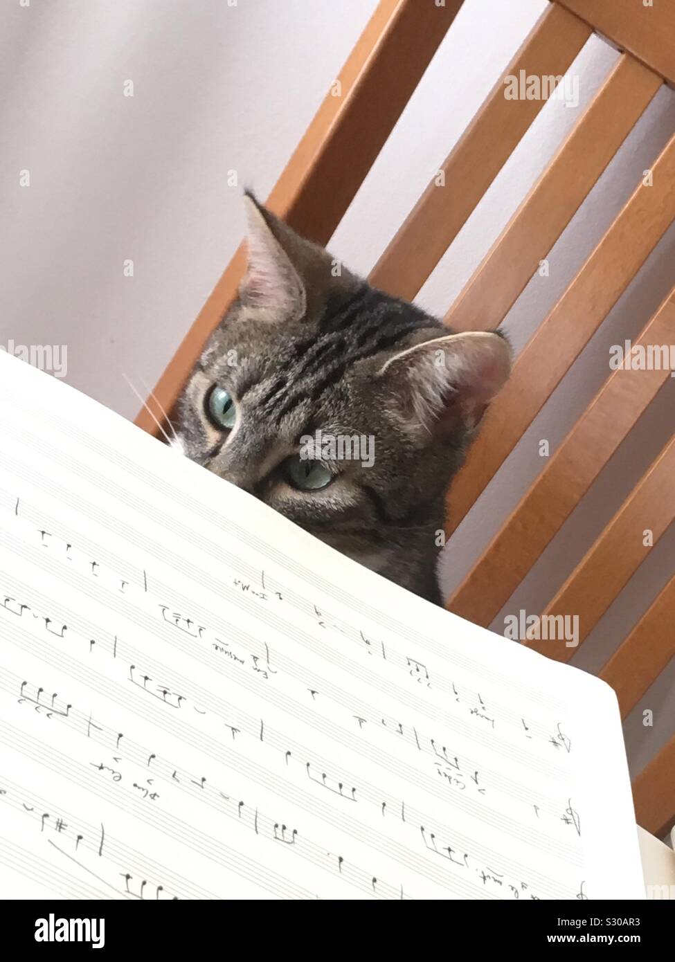 Katze gerade eine Musik Noten Stockfoto
