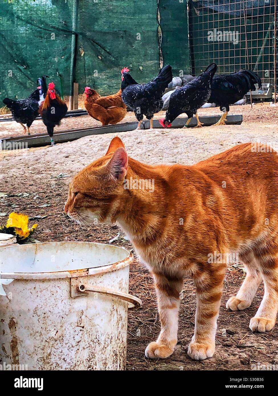Katze Trinkwasser mit Hühnern im Hintergrund, Frankreich, 2019 Stockfoto