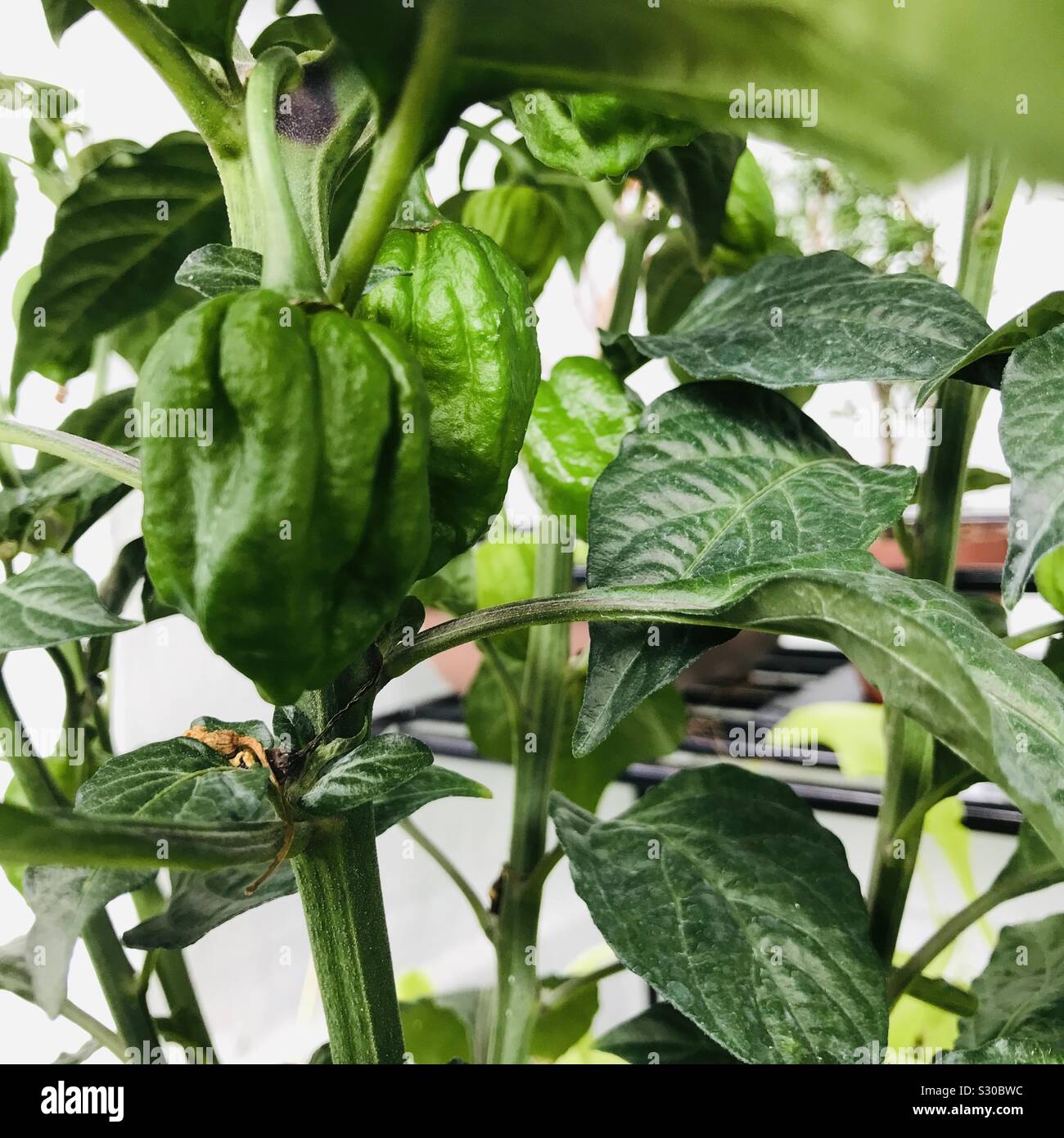 Das Haus wurde extrem würzig in kühlgrüner Gespensterfarbe, interspezifischer Hybrid-Chili, singapur- Paprika-Jalapeño-Paprika angebaut Stockfoto