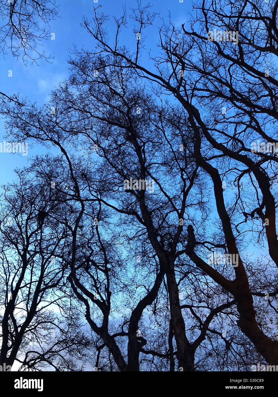 Bäume in der Dämmerung Stockfoto