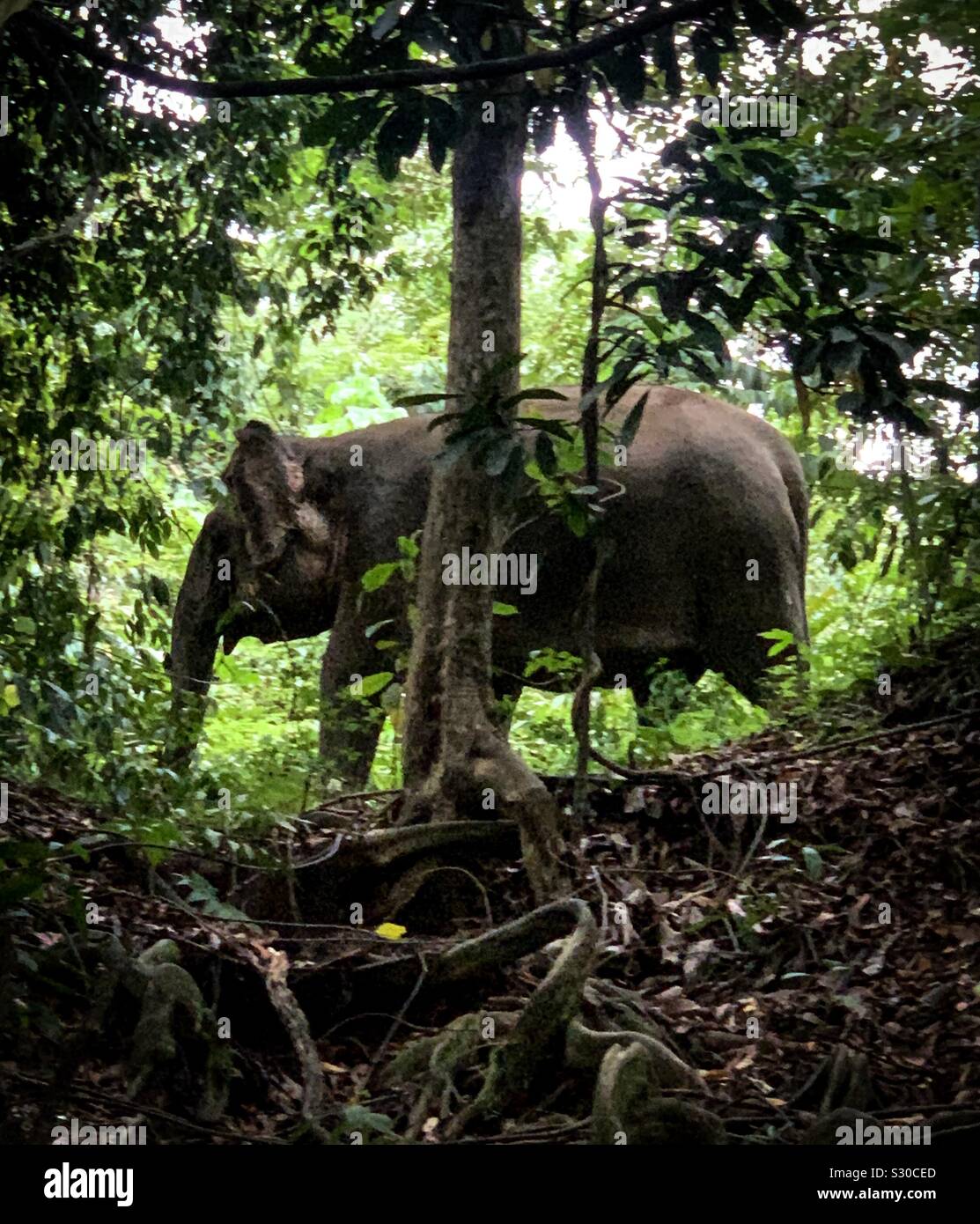 Wild Pygmy Elefanten Migration entlang Kinabatangan Fluss in Sukau, Borneo, Malaysia. Sukau ist ein beliebtes Ziel für die Fauna Bootstouren, weil Tiere in Scharen zu den dichten Regenwald. Stockfoto