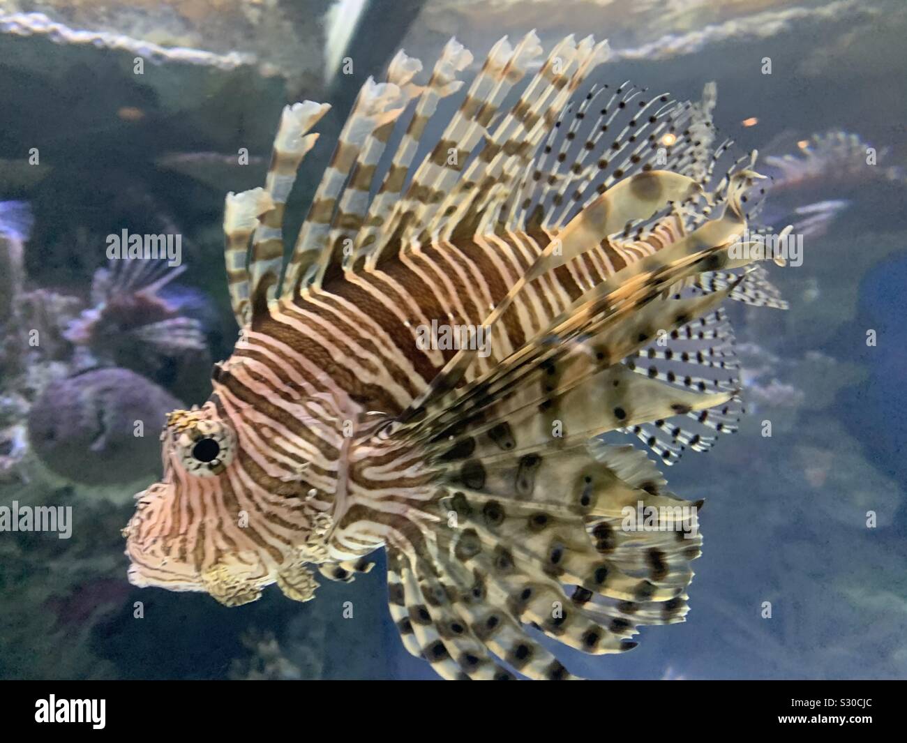Erstaunlich, exotische Fische Stockfoto