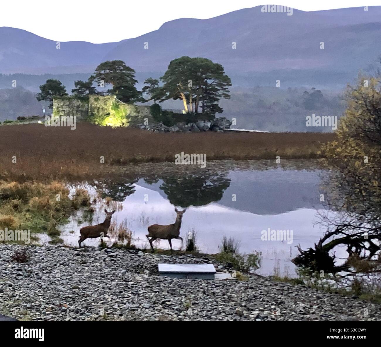 Rotwild Beweidung durch die Seen von Killarney - Smartphone-aufgenommenes Stockfoto