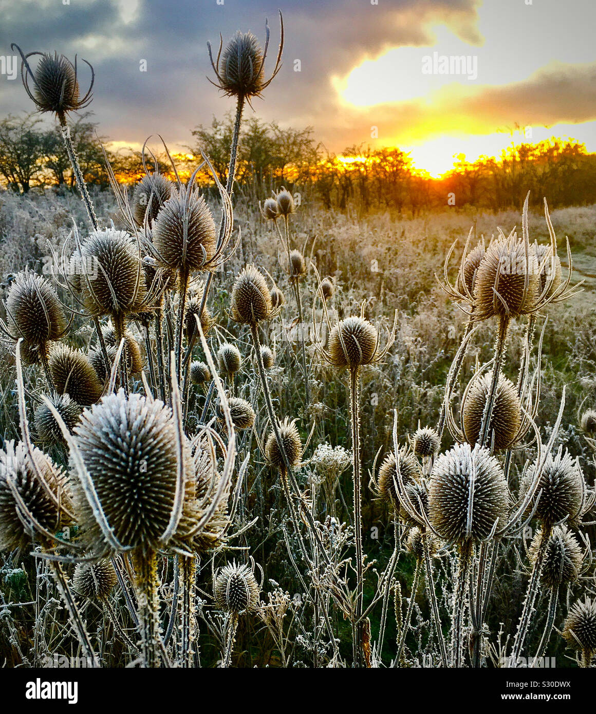 Gefrorene Karde Sunrise - Smartphone-aufgenommenes Stockfoto