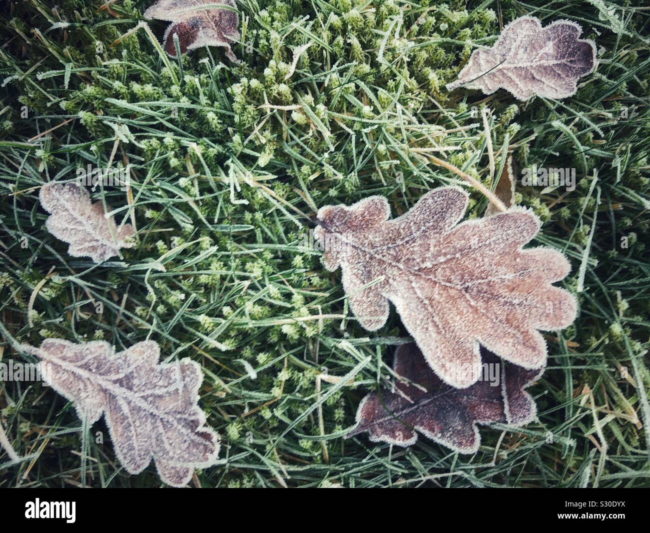 Frosty Blätter auf Gras Stockfoto