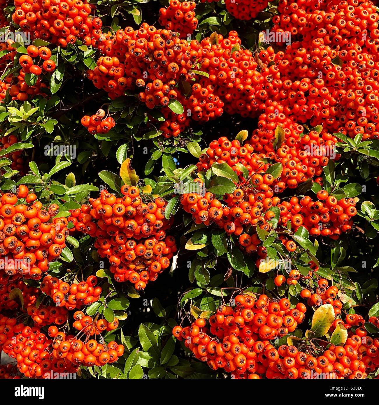 Firethorn Bush in roten Beeren bedeckt. Stockfoto