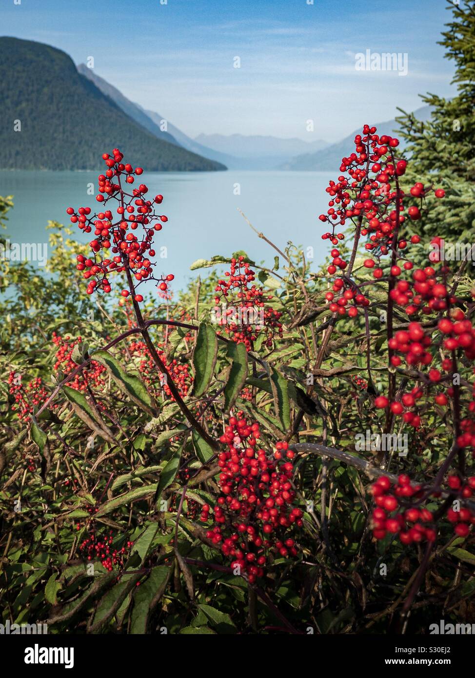 Ein Lachs berry Anlage in Alaska Stockfoto