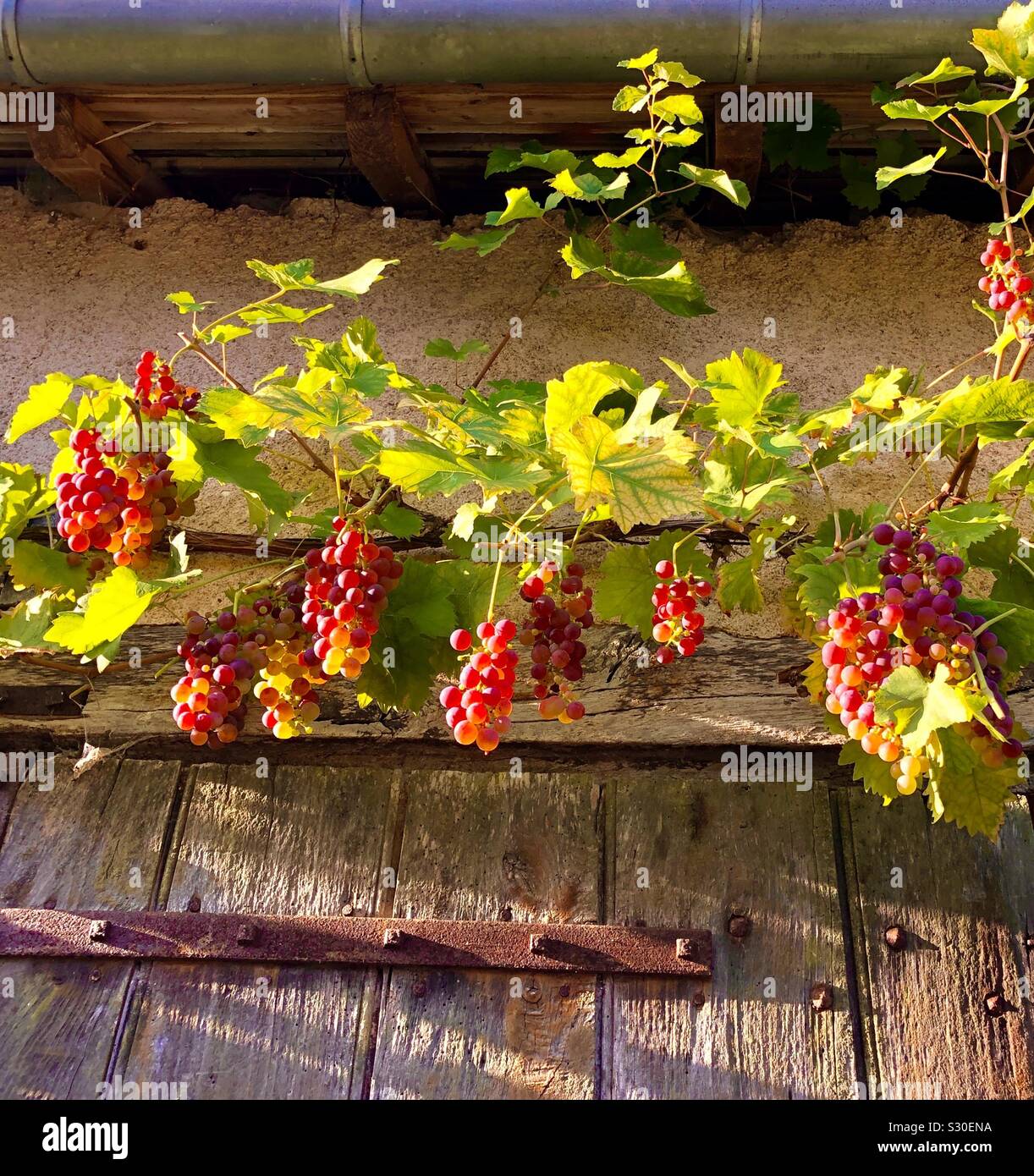 Trauben rote Trauben im Sonnenlicht, Frankreich. Stockfoto