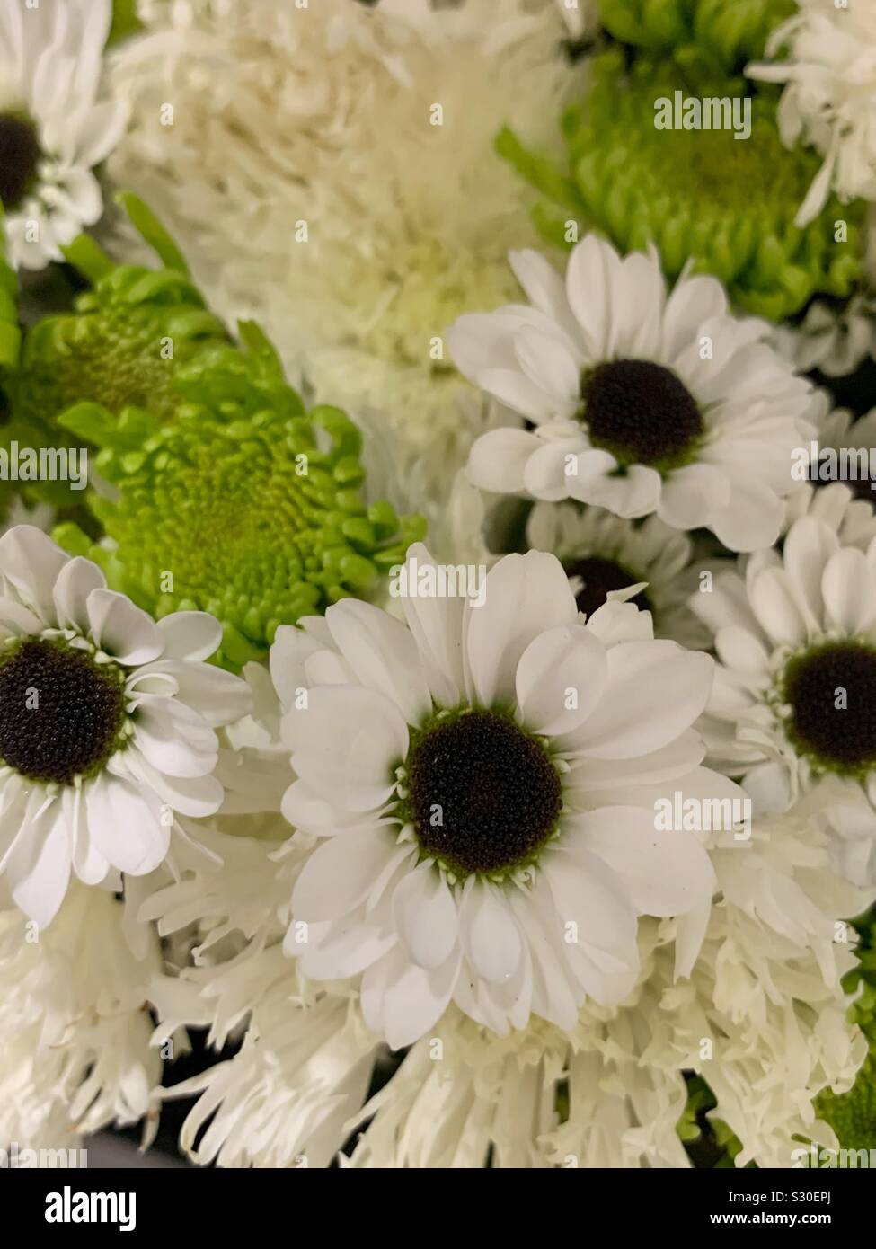 Elegante Bouquet von Black Eyed Susans und grünen Chrysanthemen Stockfoto