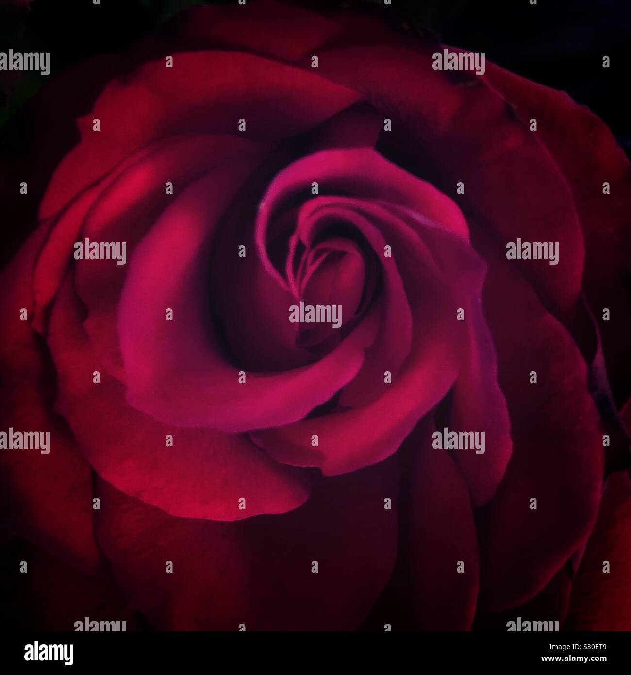 Nahaufnahme einer roten Rose mit sanften Farbtönen und tiefen Schatten. Stockfoto
