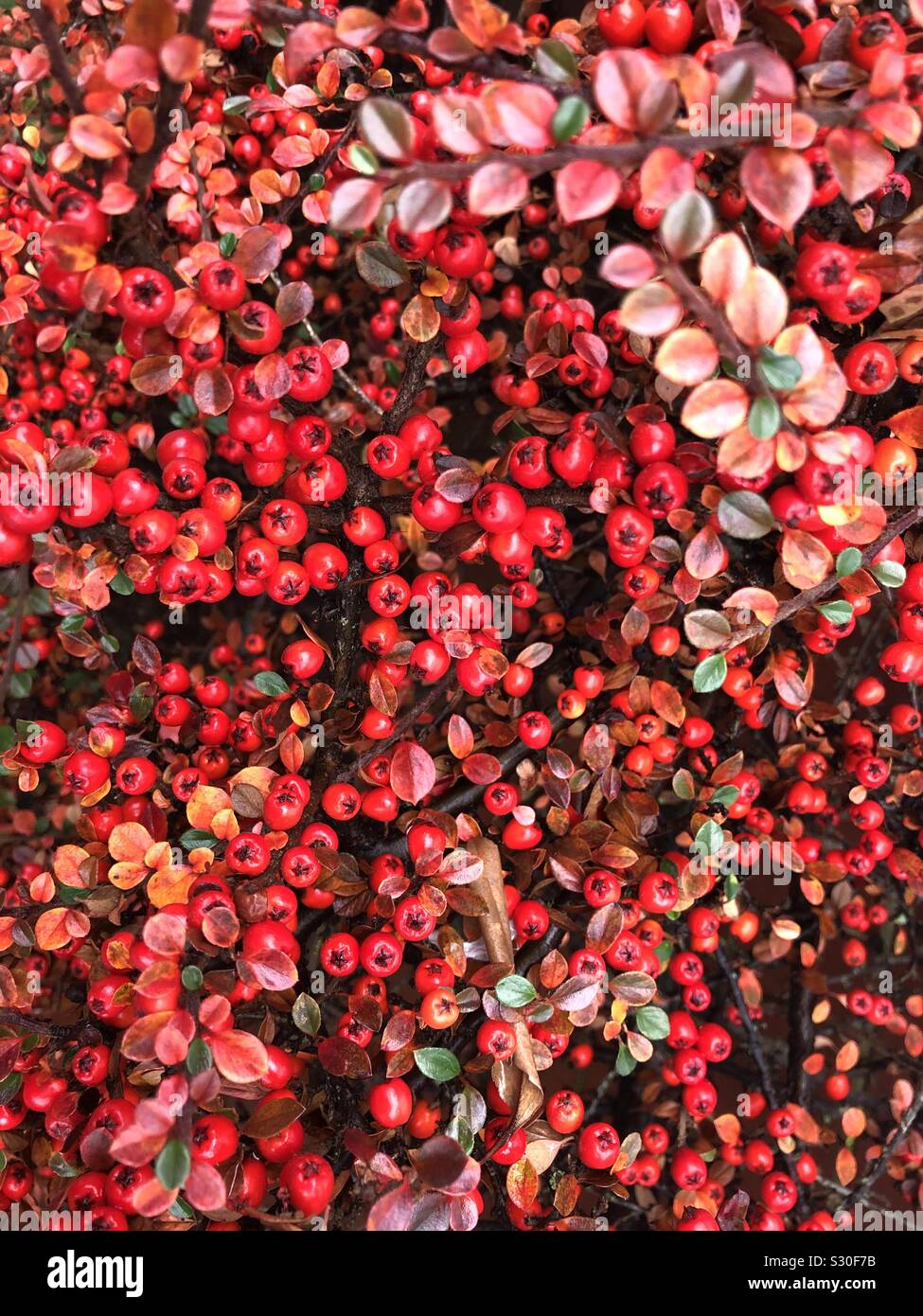 Cotoneaster horizontalis mit Beeren und rote Blätter im Herbst Stockfoto